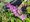 Buddleja davidii PINK DELIGHT- rov