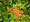 Hlohyn - Pyracantha ORANGE GLOW - oranov, C 1 l