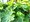 Kontryhel mkk - Alchemilla mol. SELECT