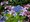 Hortenzie pilovit - Hydrangea serrata BLUEBIRD - modr