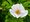 Re svraskal - Rosa rugosa ALBA - bl