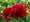 Pivoka nsk RED CHARM - erven