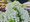 Hortenzie latnat - Hydrangea paniculata GRANDIFLORA - bl, C 1,4 l