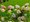 Hortenzie latnat - Hydrangea pan. PINK DIAMOND - krmovorov, C 1,4 l