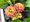 Lantana BandoleroTM LYCHEE - rovolut