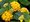 Lantana BandoleroTM PINEAPPLE - lut