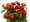 Lantana BandoleroTM RED - erven