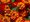 Lantana BandoleroTM HOT BLOODED RED - erven
