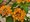 Lantana sel Sun Juana Orange - rovooranovolut