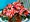 Balzamna Sillhouette Red Star - erven s blm pruhem