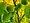 Asimina triloba SUNFLOWER