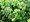 Oregano MARGERITHA