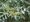 Hloina stbrn - Elaeagnus commutata - balen