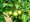 Hrue polnika - Pyrus pyraster, C 2 l