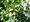 Dub zimn - Quercus petraea - balen
