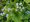 Pomnnkovec velkolist - Brunnera macrophylla