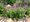 Šalvěj hajní - Salvia nemorosa OSTFRIESLAND