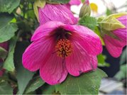 Abutilon rov