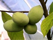 Asimina triloba PRIMA 1216