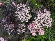 Bez ern - Sambucus nigra MILK CHOCHOLATE