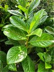 Bobkovie lkask - Prunus laurocerasus NOVITA, C 1,5 l