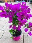 Bougainvilea na kmnku, P 14