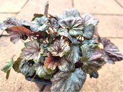 Dluela - Heucherella QUICKSILVER