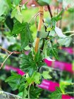 Bean popnav - Hedera helix
