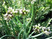 Cibule sibisk - poschoov