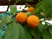 Citronk LAIM - ervenoplod - zkovan