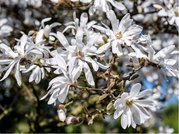 Magnolie stellata, C 1,4 l