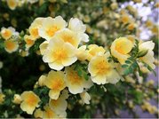 Re Hugova - Rosa hugonis - lut, C 3 l