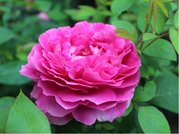 Růže SOPHYS ROSE - anglická, tm. růžová