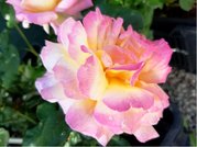 Růže GLORIA DEI - velkokvětá, růžovožlutá