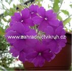 Verbena pevisl velkokvt - fialov