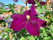 Clematis JAN III SOBIESKI - vnov, C 1,6 l