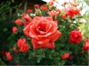 Růže LIDKA - velkokvětá, svítivě cihlově červená