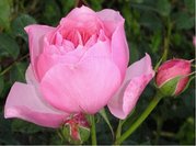 Růže KORALE - pnoucí, růžová