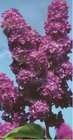 ek stromkov CHARLES JOLY - kmen 120cm, purpurov