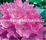 Rhododendron ROSEUM ELEGANS - lila, C 4 l