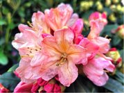 Rhododendron PERCY WISEMAN - rovo - luto - krmov, C 4 l