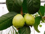 Guave -  velkoplodá kvajáva