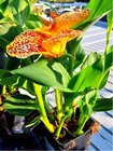 Dosna - Canna indica MAUI PUNCH - lutoerven