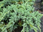 Jalovec upinat - Juniperus squamata BLUE CARPET, C 2 l