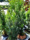 Tis prostedn - Taxus media HICKSII, C 2 l