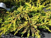 Jalovec obecn - Juniperus communis GOLDSCHATZ