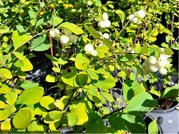 Pmelnk bl - Symphoricarpos albus