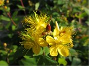 Tezalka kalikat - Hypericum calycinum, C 1,5 l