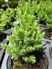 Smrk siv - Picea glauca RAINBOWS END, C 2 l