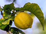 Citronk VOLKAMERV